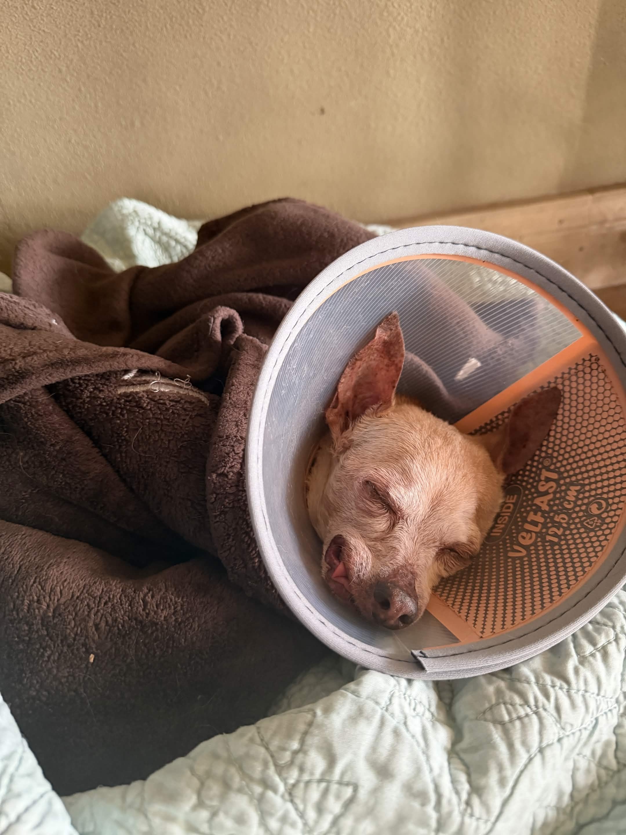 A rescued chihuahua resting in a recovery cone